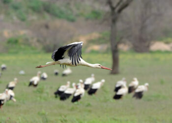 Kuzey Ormanları Faunası