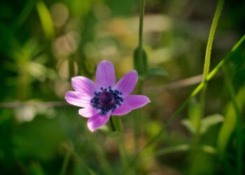 İstanbul - Balaban - Arnavutköy
