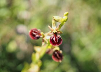 İstanbul - Balaban - Arnavutköy