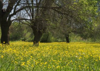 İstanbul - Balaban - Arnavutköy
