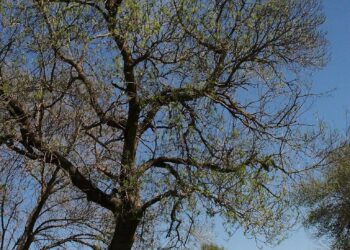 İstanbul - Balaban - Arnavutköy