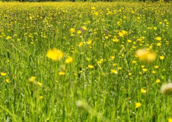 İstanbul - Balaban - Arnavutköy