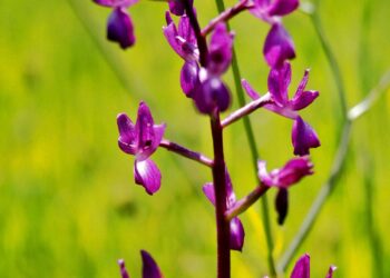 İstanbul - Balaban - Arnavutköy