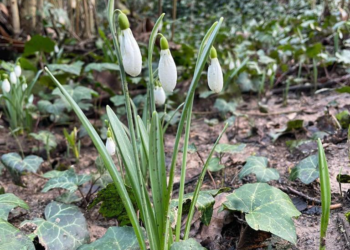 Aydos – Ümraniye Çiğdemi