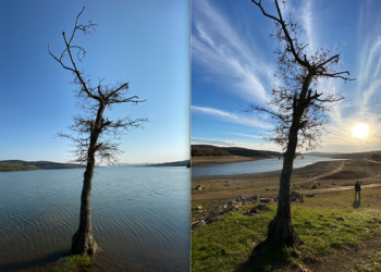 Kuzey Ormanları Alarm Veriyor