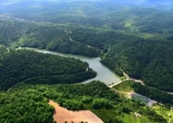 Kuzey Ormanları’nda talan devam ediyor