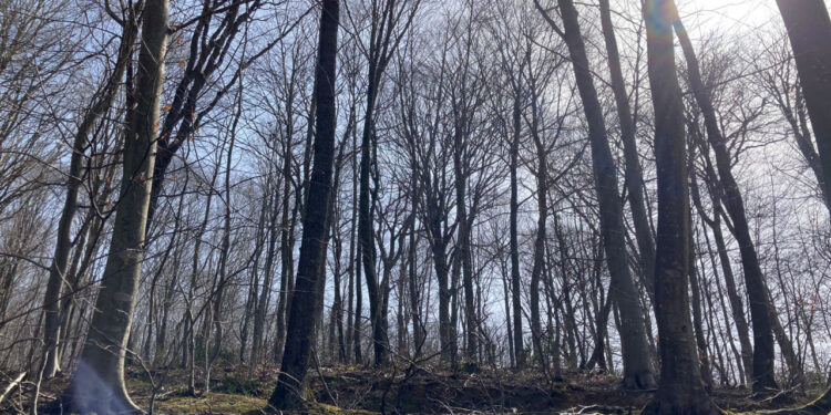 Akkoyunlu: Kanal İstanbul projesiyle kent kuzeye taşınıyor