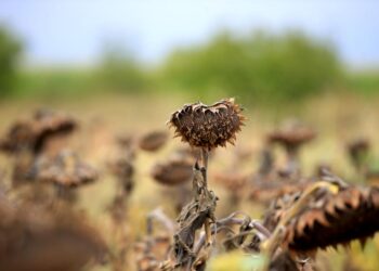 Trakya’da kuraklık ayçiçeğinde büyük verim kaybına neden oldu