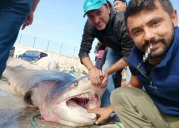 Marmara Denizi’nde camgöz köpekbalığı öldürüldü