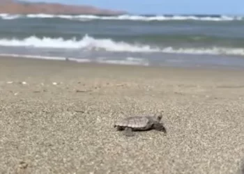 Gökçeada’da caretta caretta yuvası bulundu