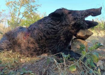 Kuzey Ormanları’nın iki dev yaban domuzunu daha vurarak öldürdüler