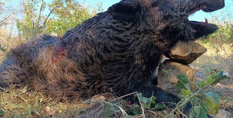Kuzey Ormanları’nın iki dev yaban domuzunu daha vurarak öldürdüler