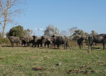 Mera arazileri tahrip altında olan Kuzey Ormanları köylerinde mandacılık bitiyor