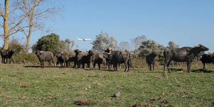 Mera arazileri tahrip altında olan Kuzey Ormanları köylerinde mandacılık bitiyor