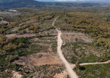 Kuzey Ormanları’nı tahrip eden bir çete yakalandı