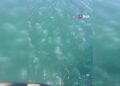 Marmara’nın güney kıyılarını denizanası istila etti
