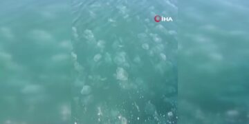 Marmara’nın güney kıyılarını denizanası istila etti