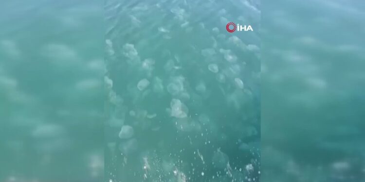 Marmara’nın güney kıyılarını denizanası istila etti