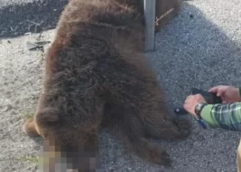 Kuzey Ormanları’nda tırın çarptığı ayı yavrusu hayatını kaybetti