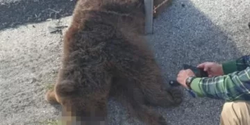 Kuzey Ormanları’nda tırın çarptığı ayı yavrusu hayatını kaybetti