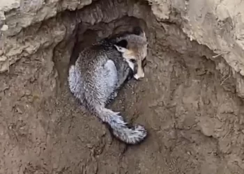 Kuzey Ormanları’nda kepçe çukuruna düşen tilki kurtarıldı