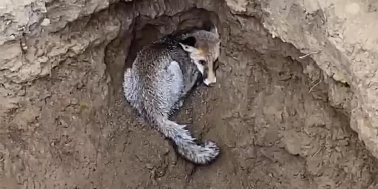 Kuzey Ormanları’nda kepçe çukuruna düşen tilki kurtarıldı