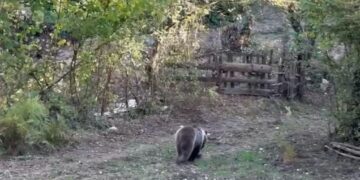 Ormanların tahrip edilmesi bozayıları şehirlere indiriyor