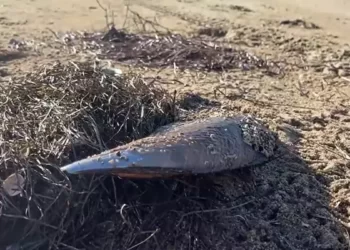 Marmara’yı temizleyen pinalar, tutundukları deniz çayırları söküldüğü için fırtınayla karaya vurdu