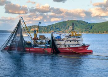 Marmara Denizi’nde kalan az sayıdaki balık türü de yok olma tehdidi altında