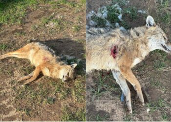 Avcılar Kuzey Ormanları’nda bir çakalı daha vurarak öldürdü