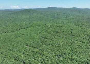 Limak yine Kuzey Ormanları’nı tahrip etmeye hazırlanıyor