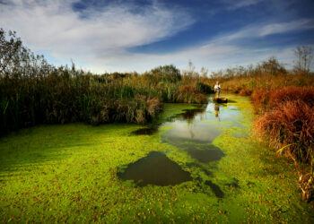 Danıştay sulak alanlarda sanayi tahribine kapıyı kapattı