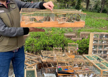 İstanbul’da esir edilip satılmaya çalışılan Kuzey Ormanları kuşlarına el konuldu