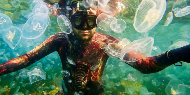 Marmara Denizi can çekişiyor: Sıcaklık ve kirlilik arttı, denizanaları kapladı