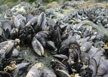 Araştırma: Boğaziçi’nden alınan midyelerin yüzde 73’ünde mikroplastik bulundu