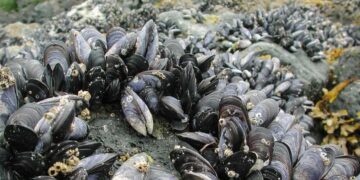 Araştırma: Boğaziçi’nden alınan midyelerin yüzde 73’ünde mikroplastik bulundu