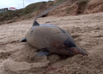 Bir yunus daha öldürülmüş halde Kuzey Ormanları kıyılarına vurdu
