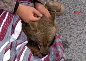 Kuzey Ormanları’nda bir çakal daha araç çarpması sonucu yaralandı