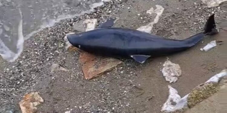 Bursa’da ölü yavru yunus kıyıya vurdu