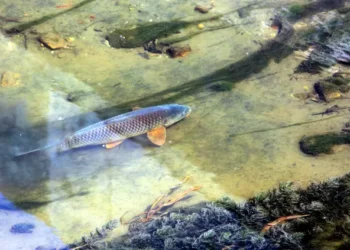 Sanayi yığılması Kuzey Ormanları kırsalını kuruttu: Trakya’da yer altı suyu yüzde 85 azaldı