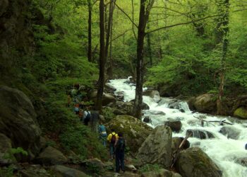 Kuzey Ormanları’na altın yağması tehdidi