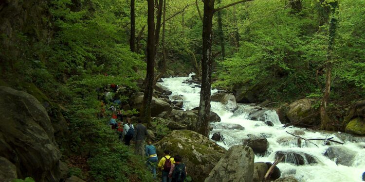 Kuzey Ormanları’na altın yağması tehdidi