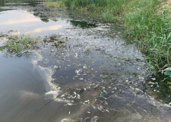 Nilüfer çayını bir kez daha zehirlediler: Binlerce balık can verdi