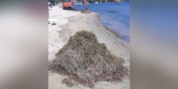 Balıkesir Erdek’te deniz çayırları ‘kıyı temizliği’ için katledildi