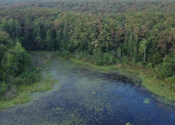 Kuzey Ormanları’nın kalbi İğneada Longoz Ormanları’nı bile kurutuyorlar