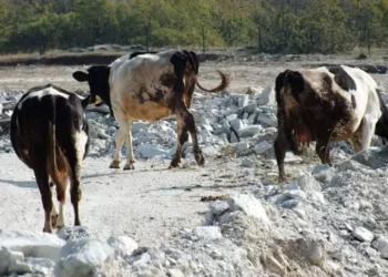 Kırklareli’de maden ocakları yaban yaşamını tehdit ediyor