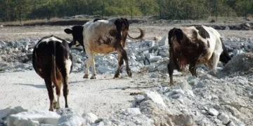 Kırklareli’de maden ocakları yaban yaşamını tehdit ediyor