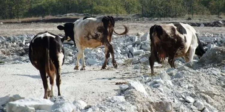 Kırklareli’de maden ocakları yaban yaşamını tehdit ediyor