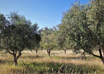 Zeytinliklerimizi maden yağmasına açan yönetmelik Danıştayca iptal edildi
