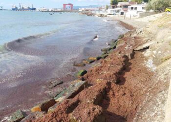 Marmara Denizi can cekişiyor : Kızıl Yosun alarmı